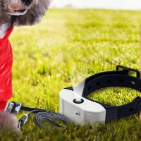 Peggybuy: Buy 4 Get 1 FREE on Pet Lover's Orders