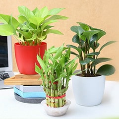 NurseryLive: Flat 30% OFF on Table Top / Office Desk Packs
