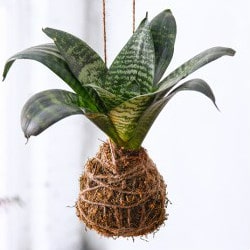NurseryLive: Flat 10% OFF on Kokedama Orders