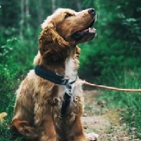 HerbsPro: Up to 60% OFF on Pet Care Products