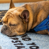 Upstate Elevator: Get up to 10% OFF on Pet Products