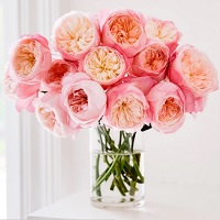Grace Rose Farm: Up to 20% OFF on Favorite Roses