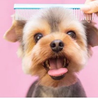 Innovet: Dog Products: Up to 40% OFF