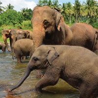 Air Arabia: Starting at ₹ 7,962 off Colombo / Sri Lanka Flights Bookings Orders