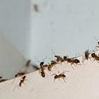 Zimmber: Get BEST Termite, Bed Bugs & Cockroach Treatment off PEST CONTROL Services Bookings Orders