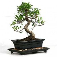 Flaberry: Starting at ₹ 399 off Lucky Bamboo, Cactus, Stressbuster, Grass Dolls, Bonsai, Tissue Cultured & More PLANTS Orders