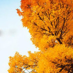 Ctrip: Upto 40% OFF on Autumn Escapes Japan / South Korea Bookings